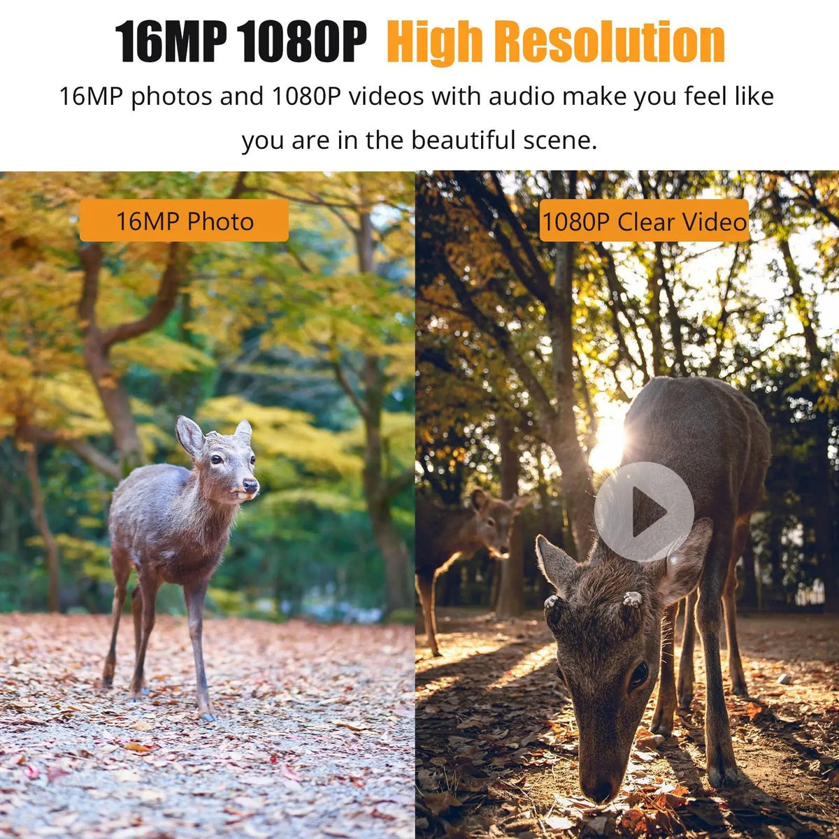 1080P Night Vision Trail Camera